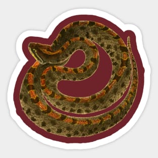 serpent,cobra,reptile,viper,venom,lizard,rattlesnake,king cobra Sticker